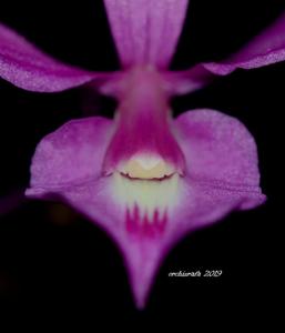 Barkeria scandens