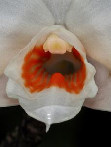 Dendrobium multilineatum