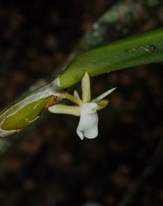 Dendrobium parietiforme