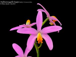 Cattleya longipes