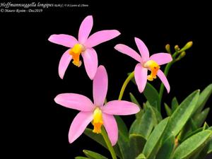 Cattleya longipes