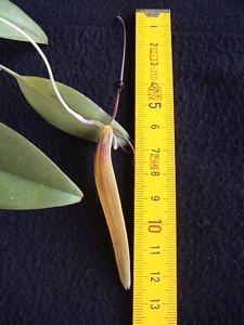 Restrepia antennifera