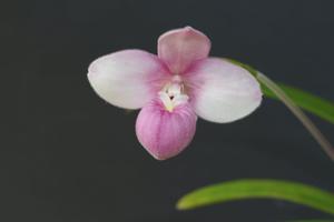 Phragmipedium fischeri