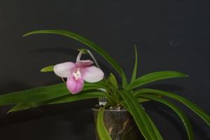 Phragmipedium fischeri