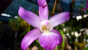 Laelia autumnalis