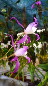 Laelia autumnalis