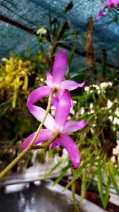 Laelia autumnalis