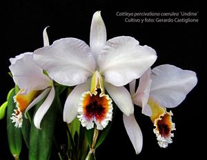 Cattleya percivaliana