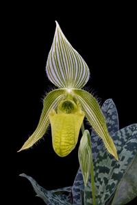 Paphiopedilum wardii