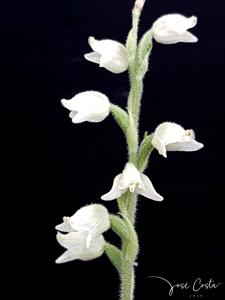 Goodyera daibuzanensis