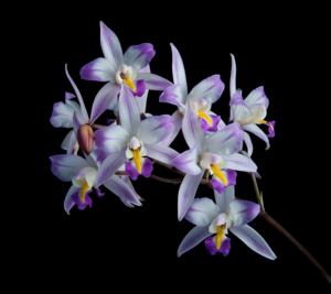 Laelia albida