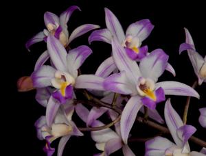 Laelia albida