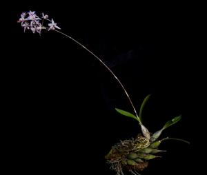 Laelia albida