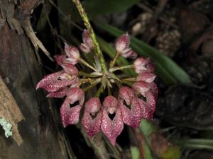 Bulbophyllum fenestratum