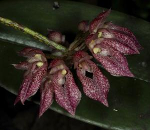 Bulbophyllum fenestratum