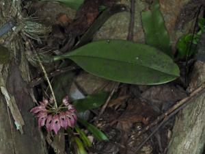 Bulbophyllum fenestratum