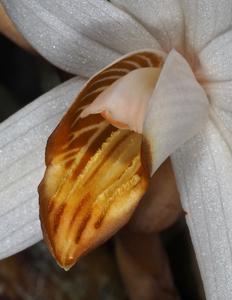 Coelogyne pachystachya