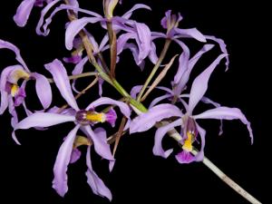 Laelia superbiens