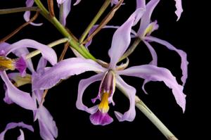 Laelia superbiens