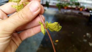 Cycnoches peruvianum