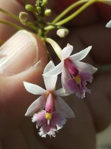 Epidendrum calanthum