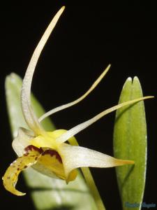 Dendrobium stelliferum