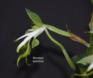 Bonatea speciosa