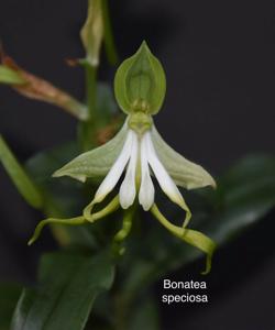 Bonatea speciosa