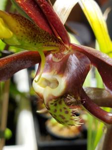 Catasetum saccatum