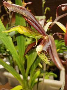 Catasetum saccatum