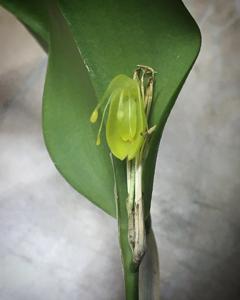 Restrepia flosculata