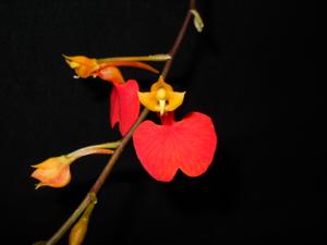 Comparettia coccinea