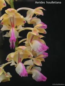 Aerides houlletiana