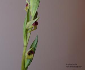 Serapias orientalis