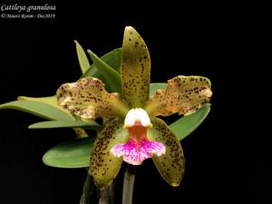 Cattleya granulosa