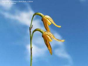 Pabstiella aurantiaca