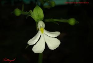 Calanthe argenteostriata