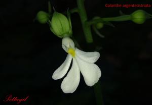 Calanthe argenteostriata