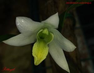 Dendrobium scabrilingue