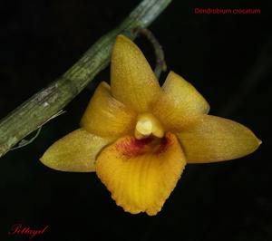 Dendrobium crocatum