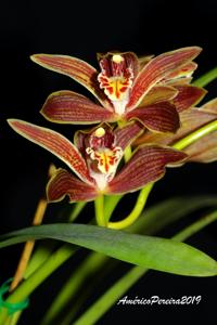 Cymbidium iridioides