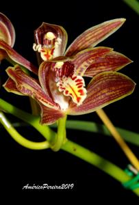 Cymbidium iridioides