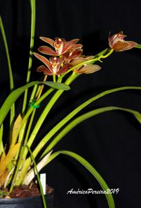 Cymbidium iridioides