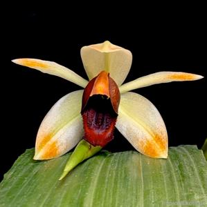 Coelogyne usitana