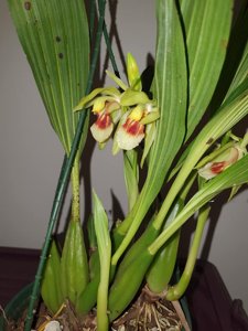 Coelogyne carinata
