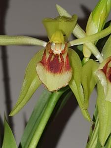 Coelogyne carinata