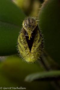 Dresslerella lasiocampa