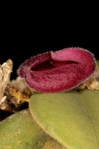 Dresslerella hispida