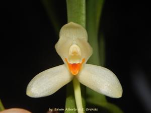 Maxillaria hedwigiae