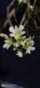 Dendrobium ovatum